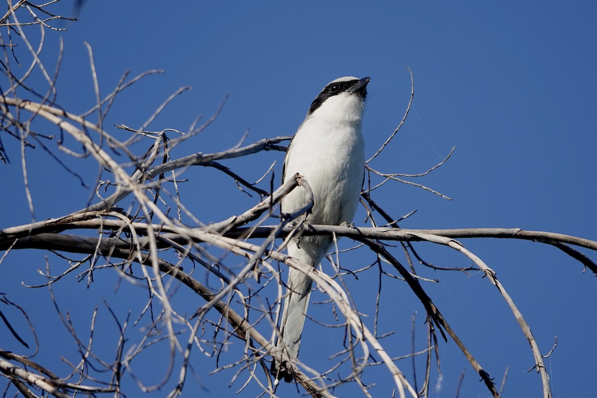 Loggerhead Shrike - ML616961637