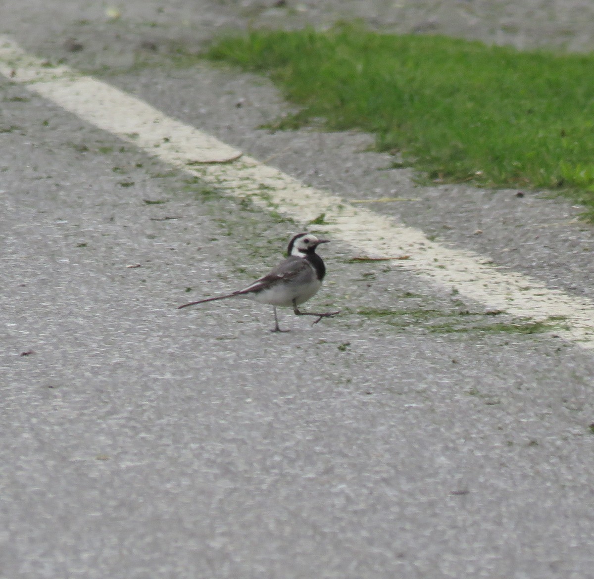 White Wagtail - ML616961642