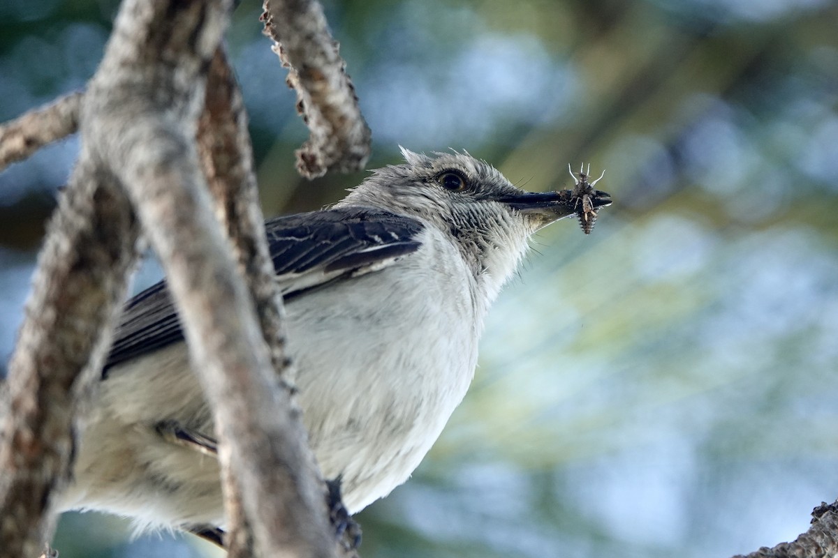 Northern Mockingbird - ML616961645