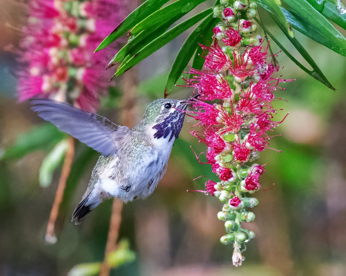 Calliope Hummingbird - Sue Cook