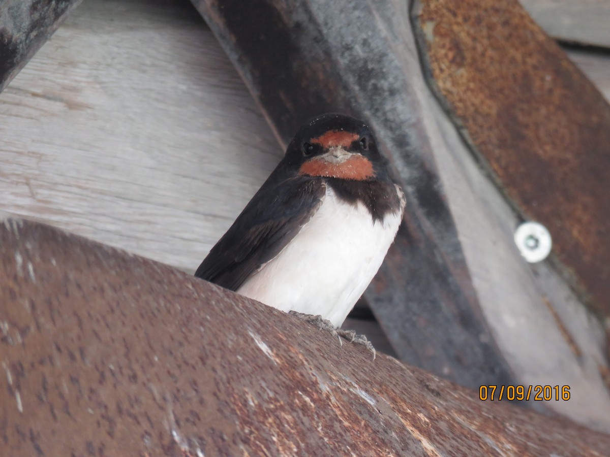 Barn Swallow - ML616961684