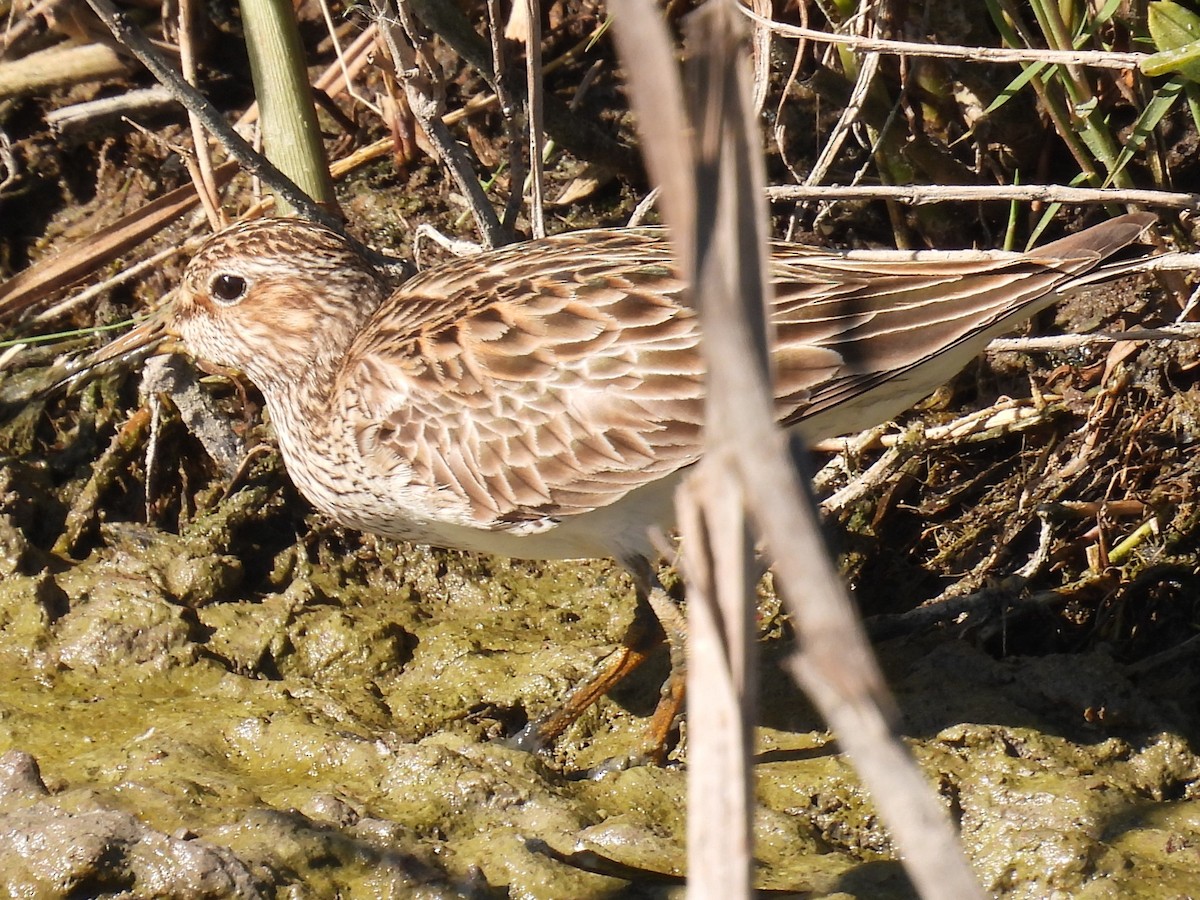 Bécasseau à poitrine cendrée - ML616961720