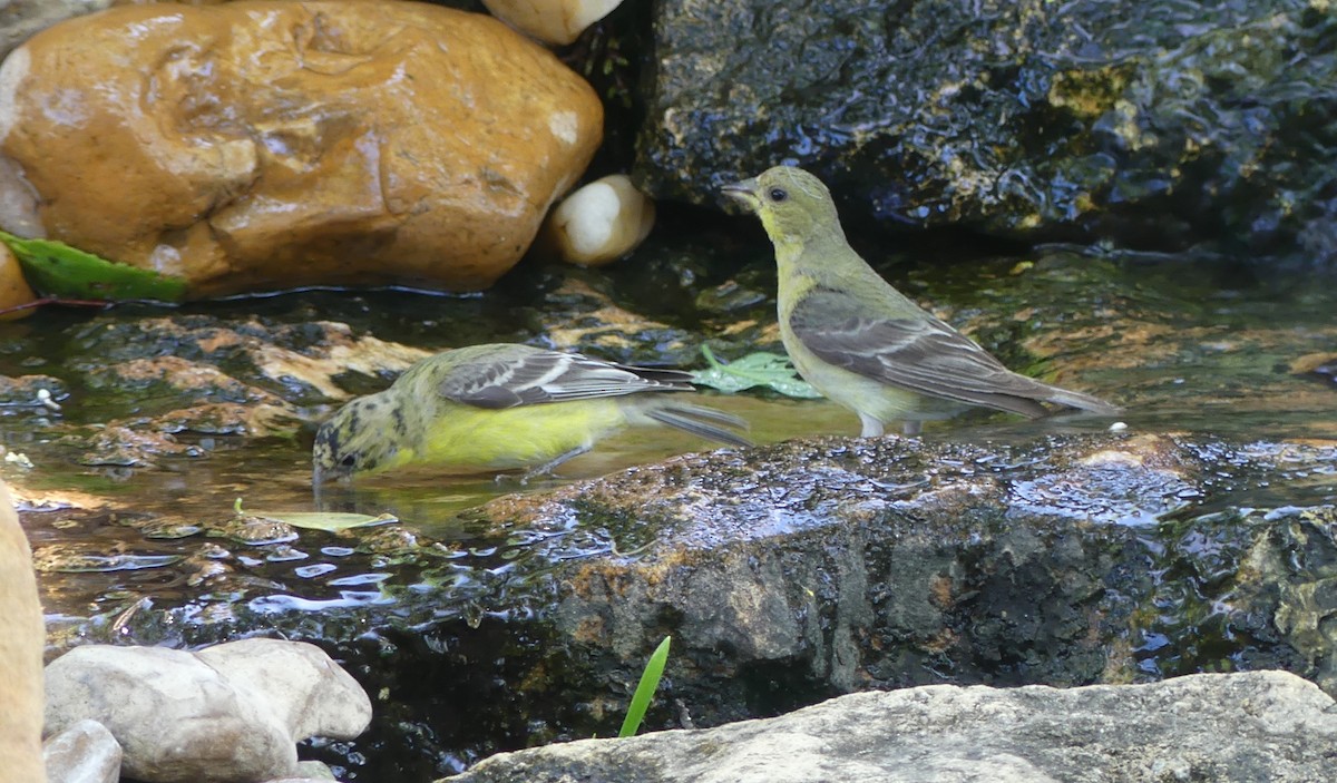 Lesser Goldfinch - ML616961733