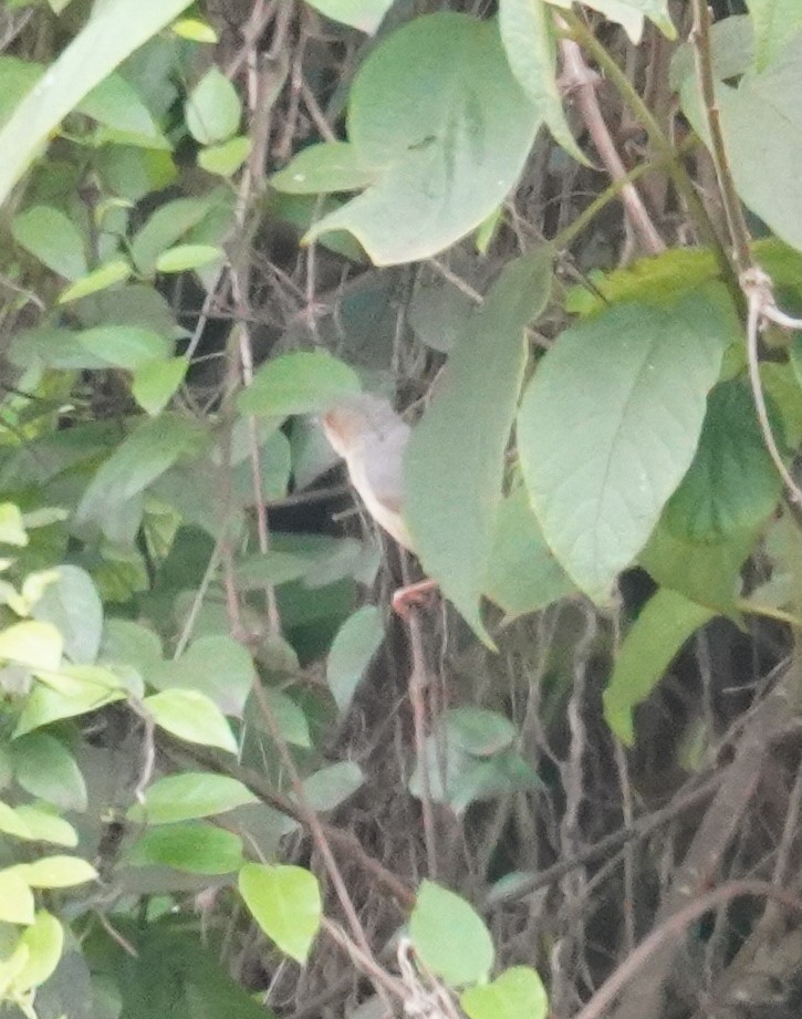 Red-faced Cisticola - Kevin Gong