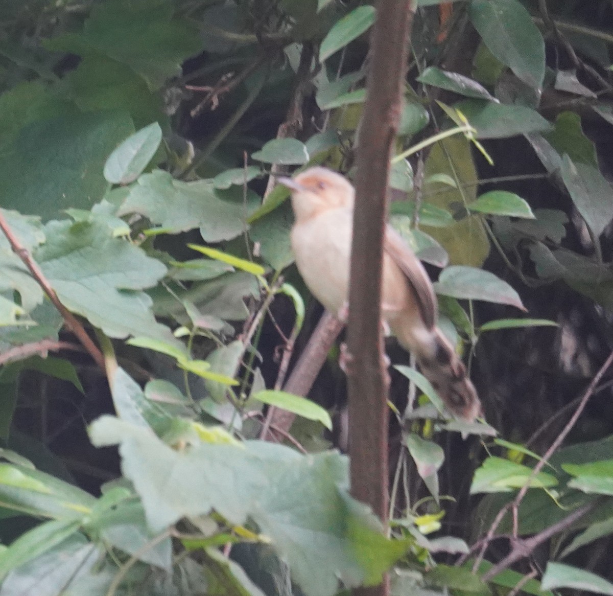 Red-faced Cisticola - Kevin Gong