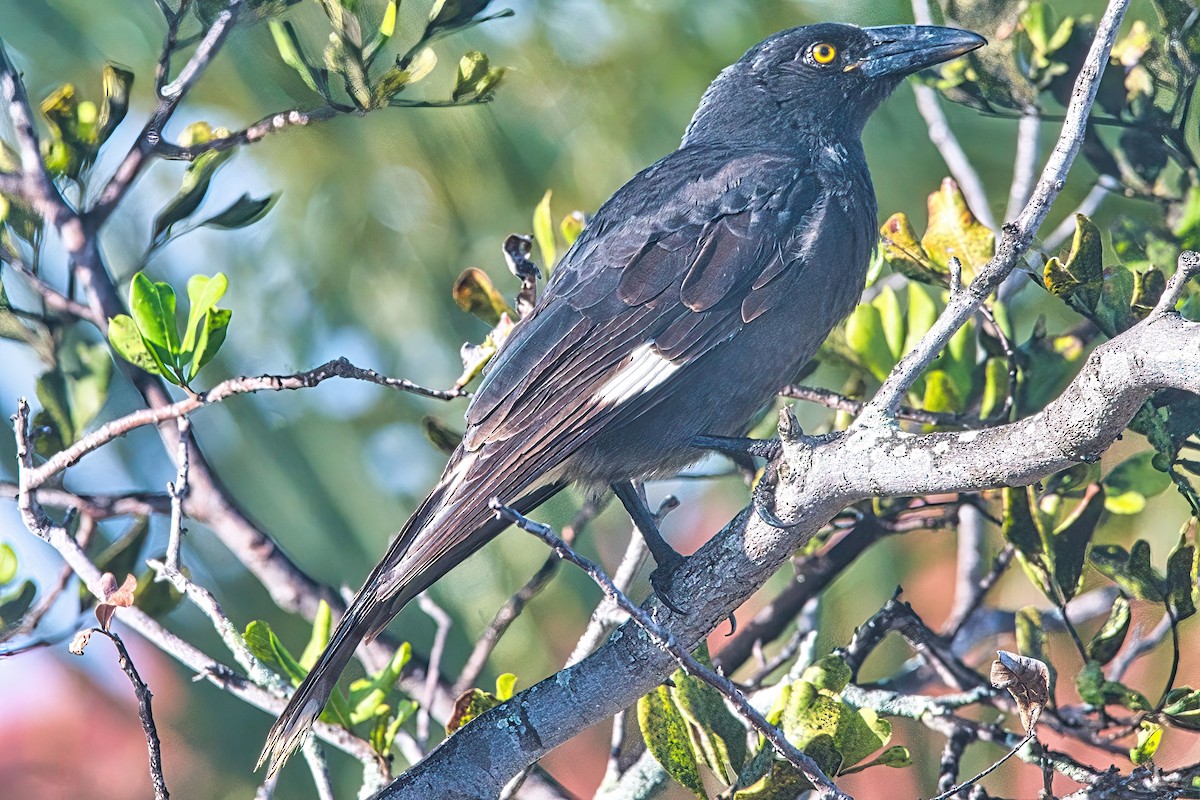 Pied Currawong - ML616961871