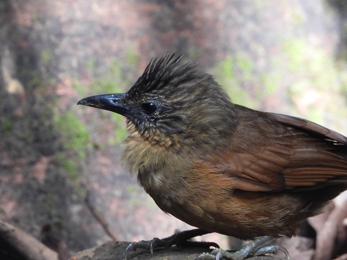 Streak-capped Treehunter - ML616961888