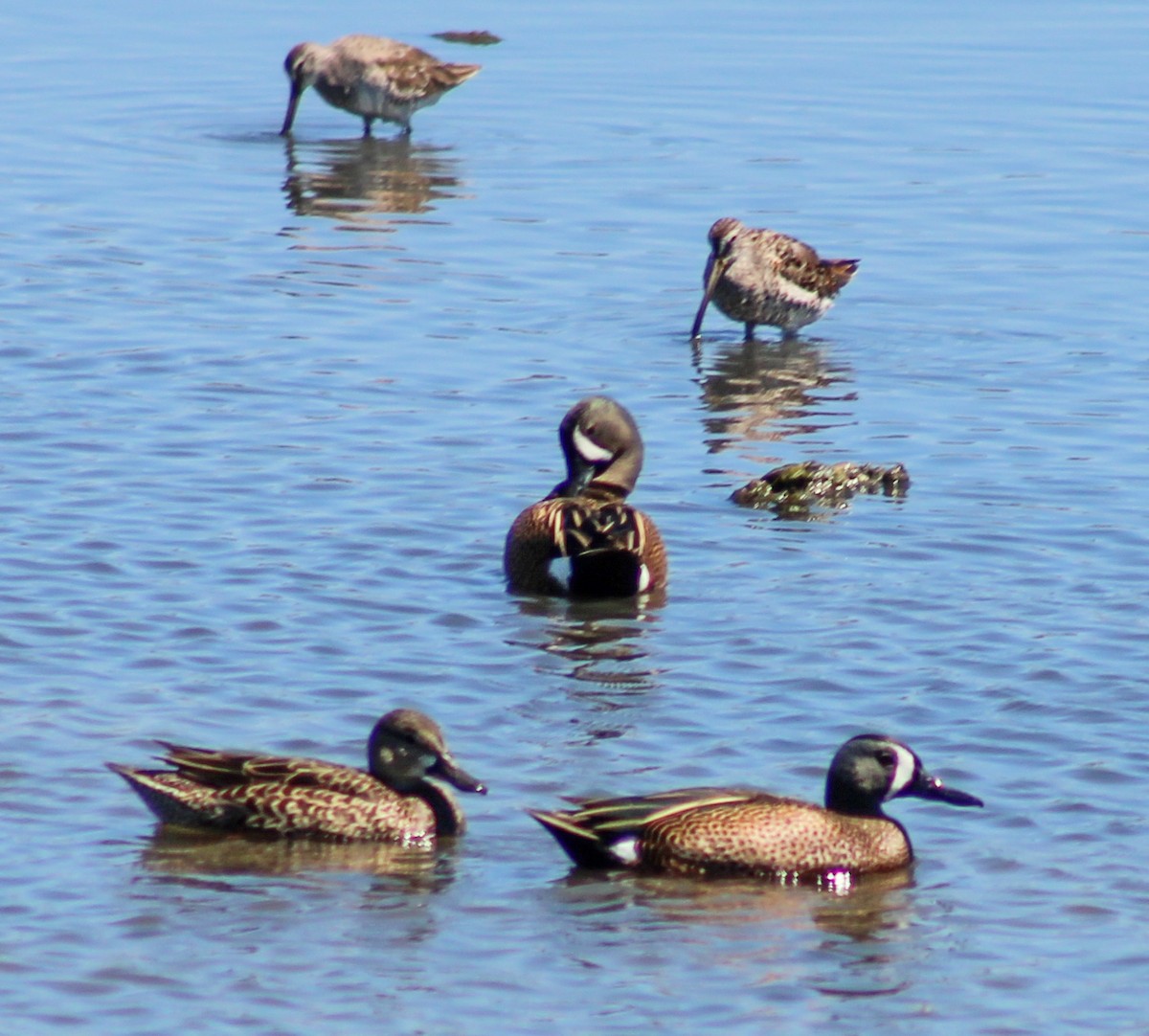 Blue-winged Teal - ML616961897