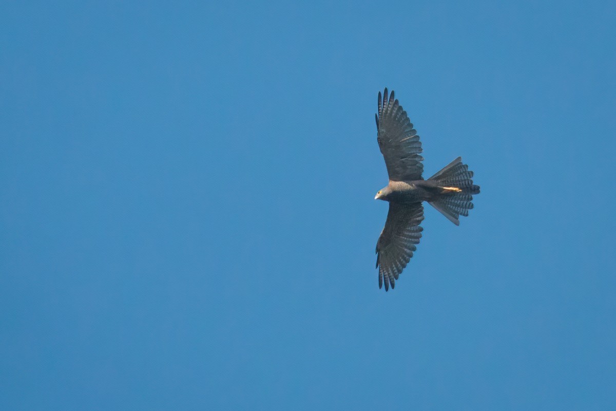 Brown Goshawk - ML616961903