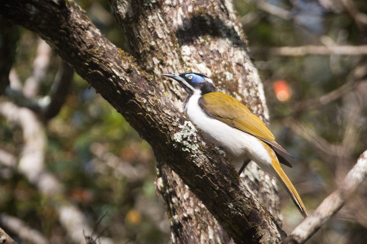 Blue-faced Honeyeater (Blue-faced) - ML616961922