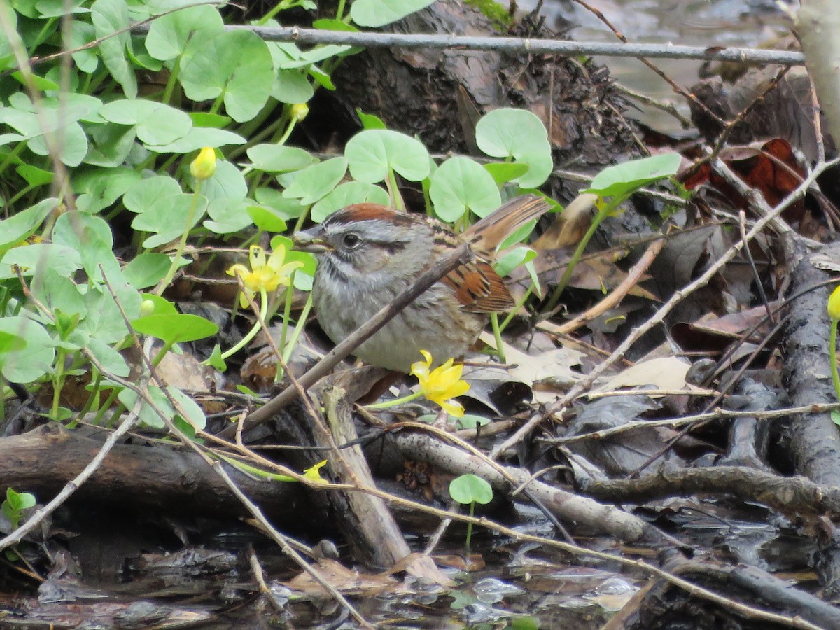 Swamp Sparrow - ML616961947