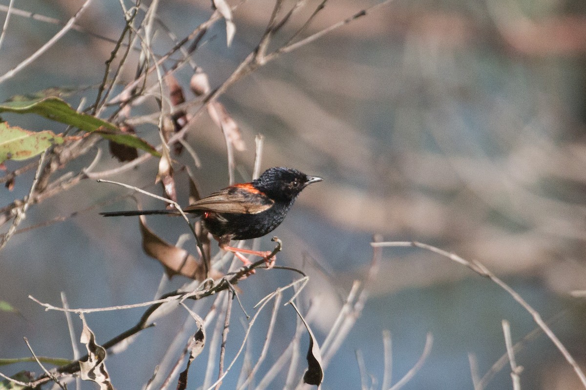 Red-backed Fairywren - ML616961990