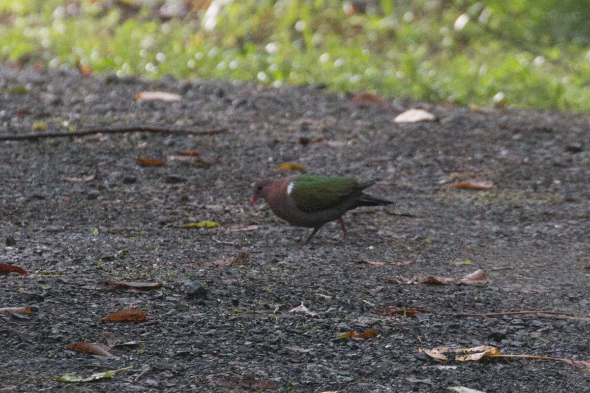 Pacific Emerald Dove - ML616962030