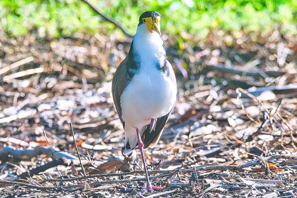 Masked Lapwing (Black-shouldered) - ML616962049