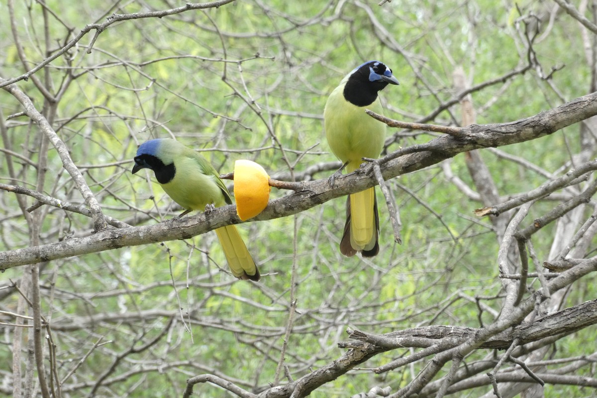 Green Jay - ML616962084