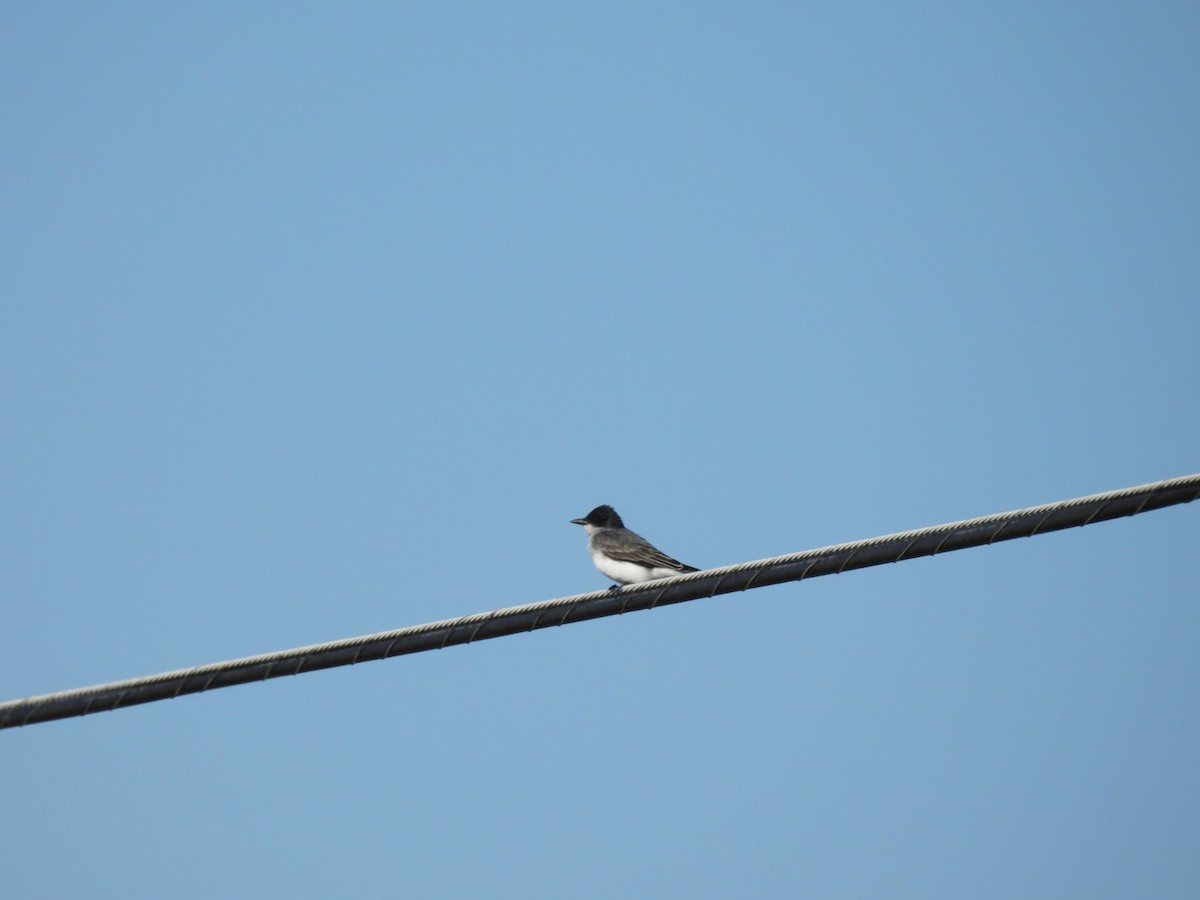 Eastern Kingbird - ML616962094