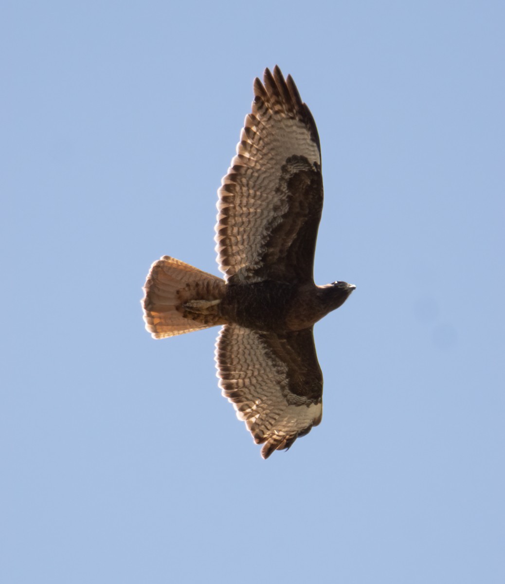 Red-tailed Hawk - ML616962102