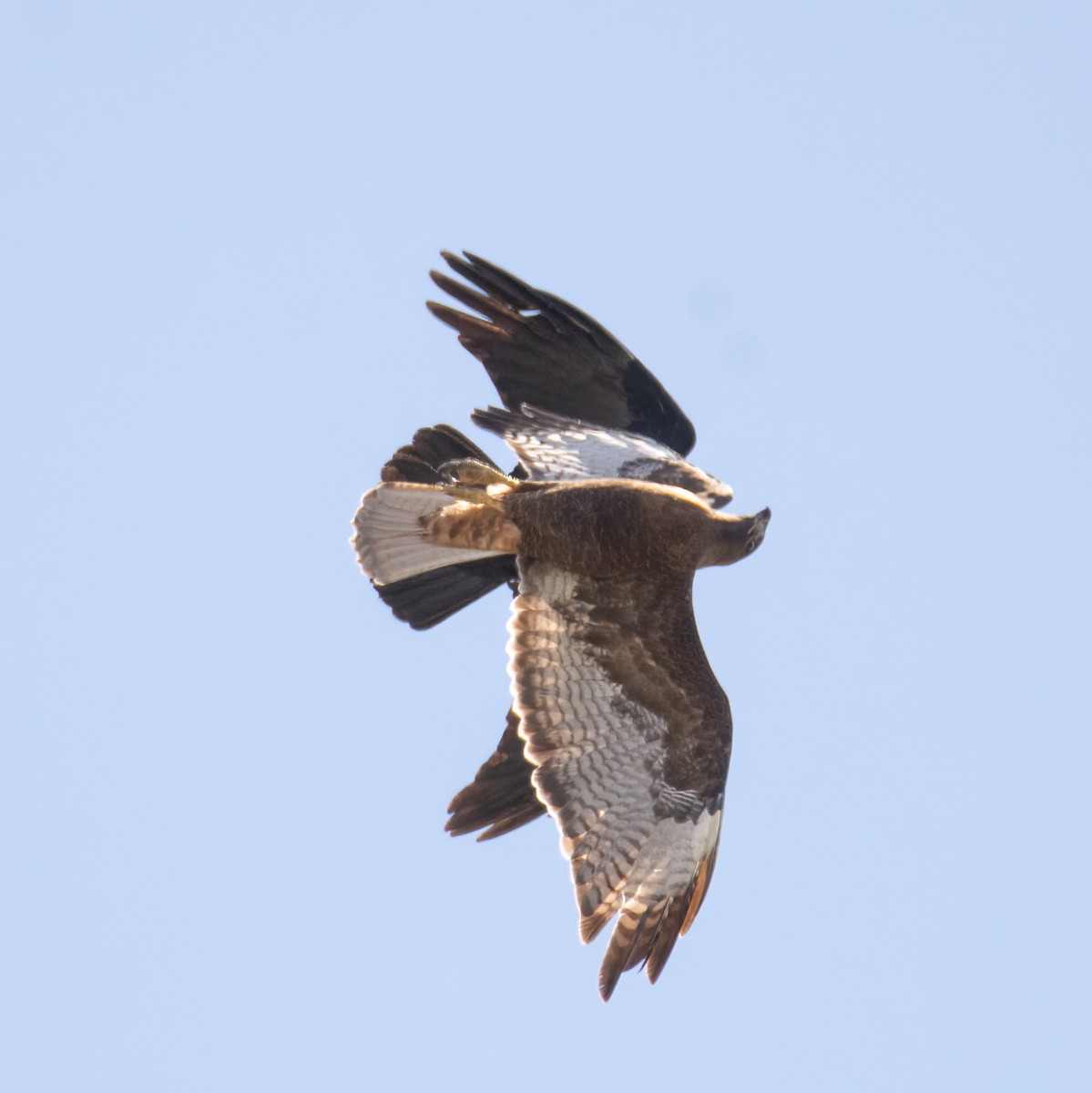 Red-tailed Hawk - ML616962104