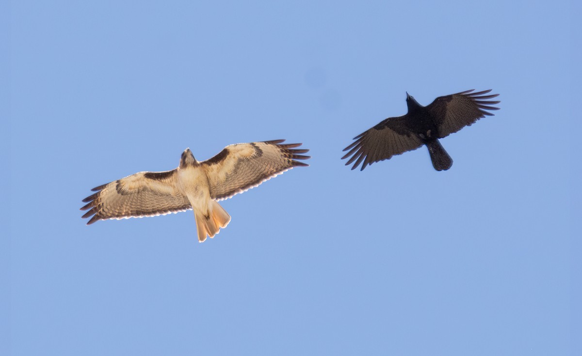 Red-tailed Hawk - ML616962107