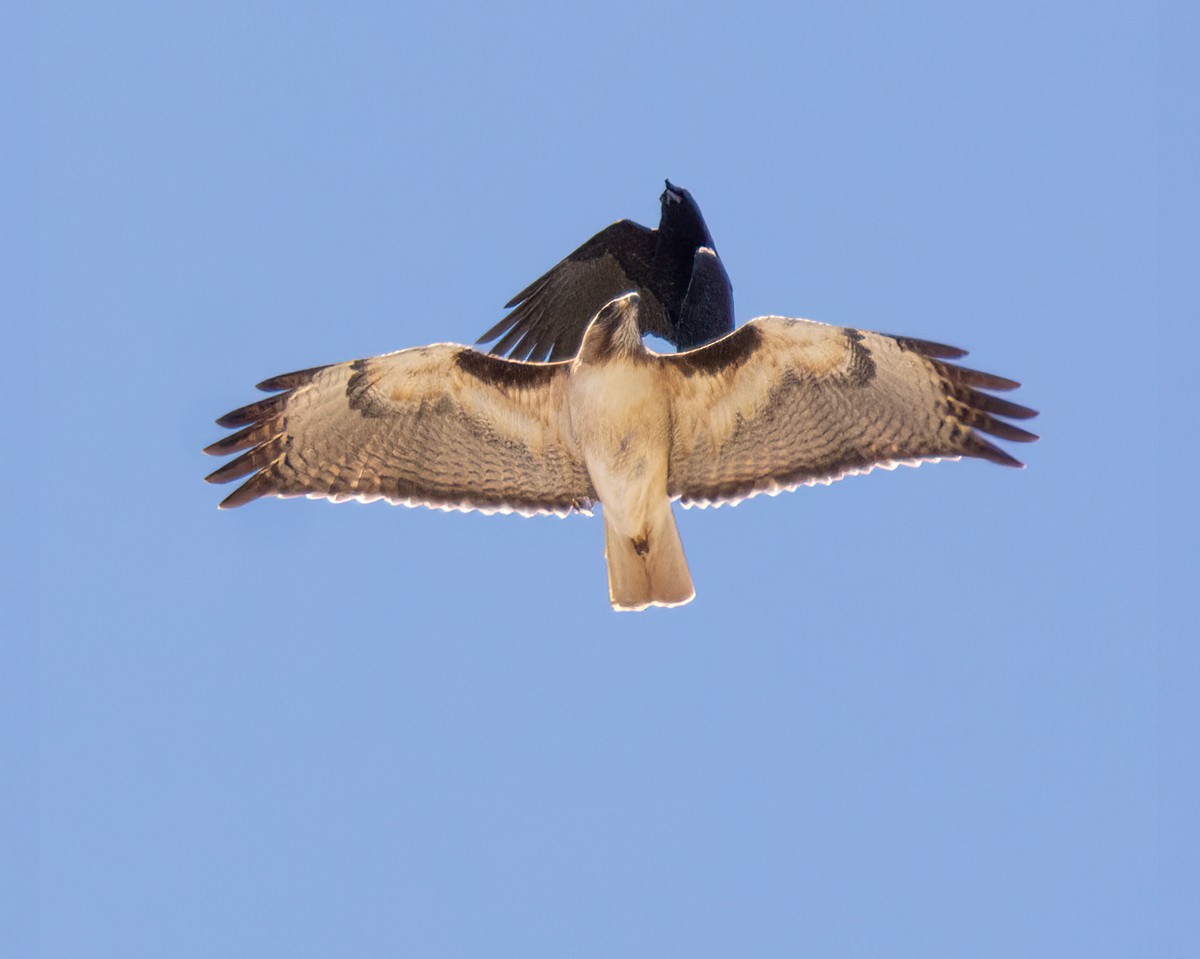 Red-tailed Hawk - ML616962108