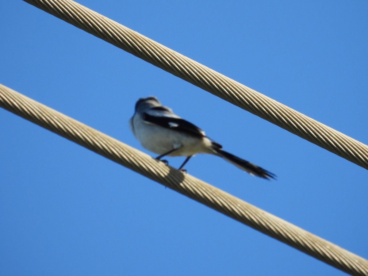 Loggerhead Shrike - ML616962114