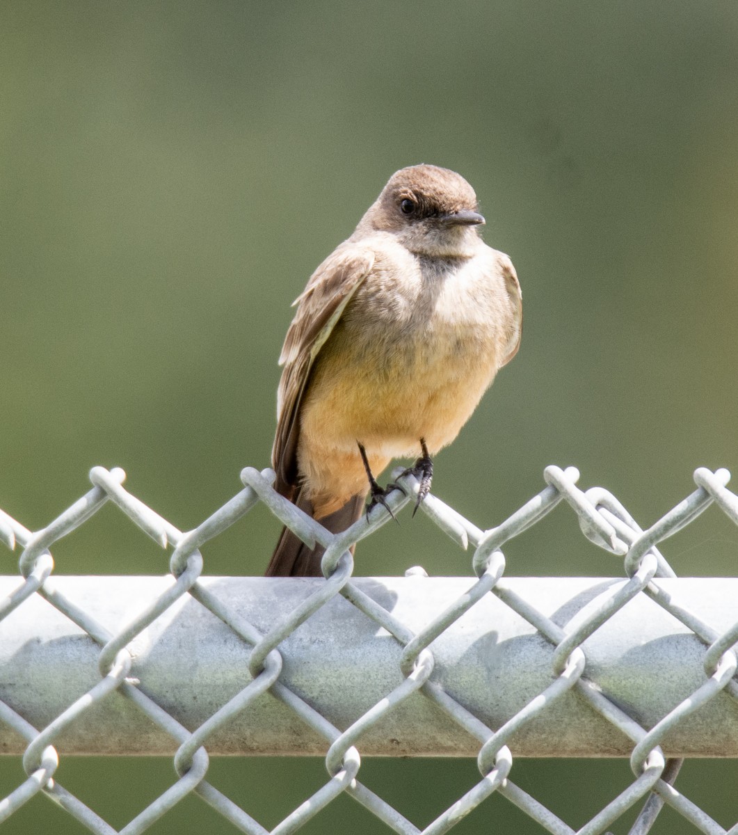 Say's Phoebe - ML616962117