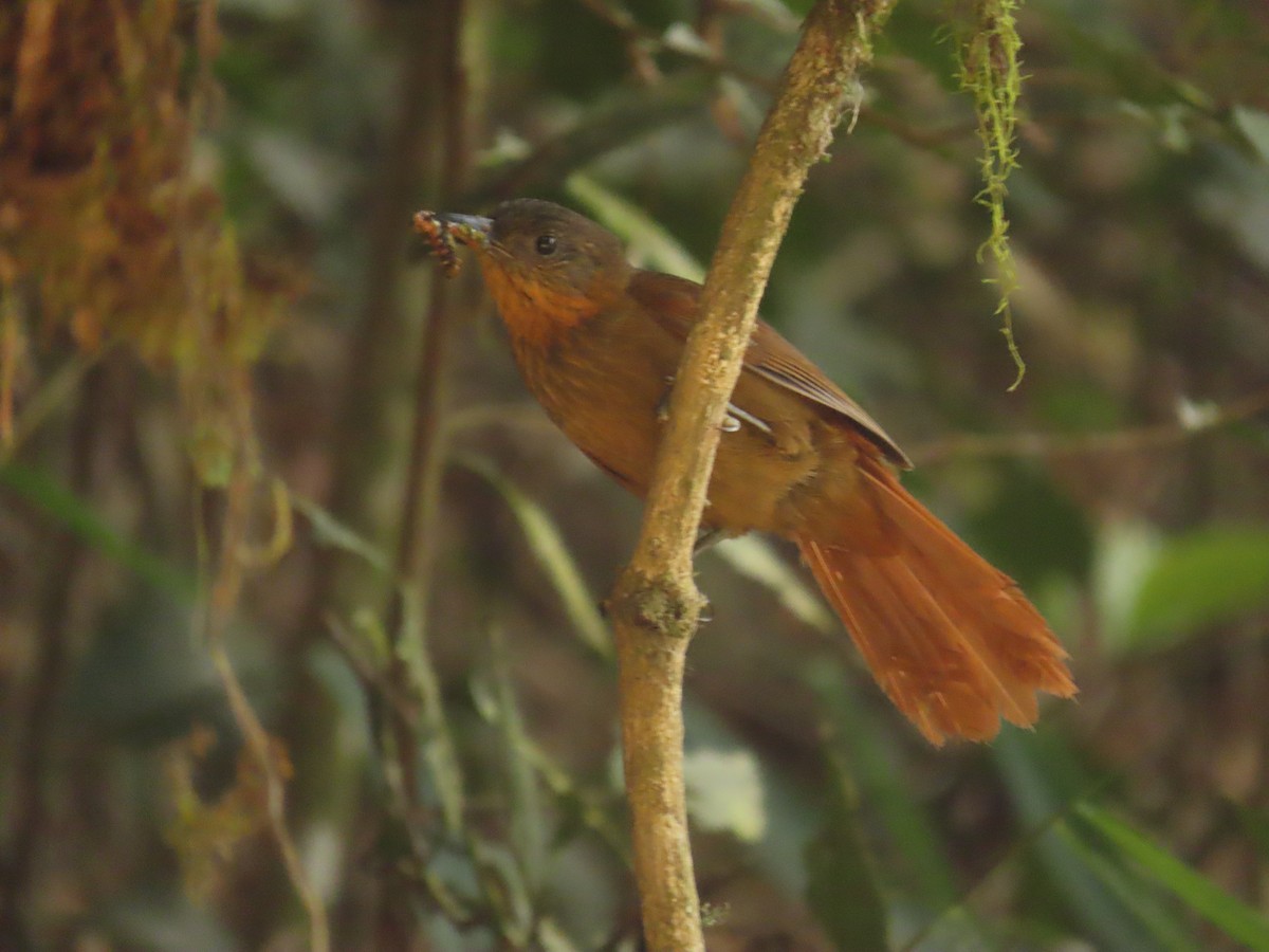 Trepamusgos Pechirrayado - ML616962130