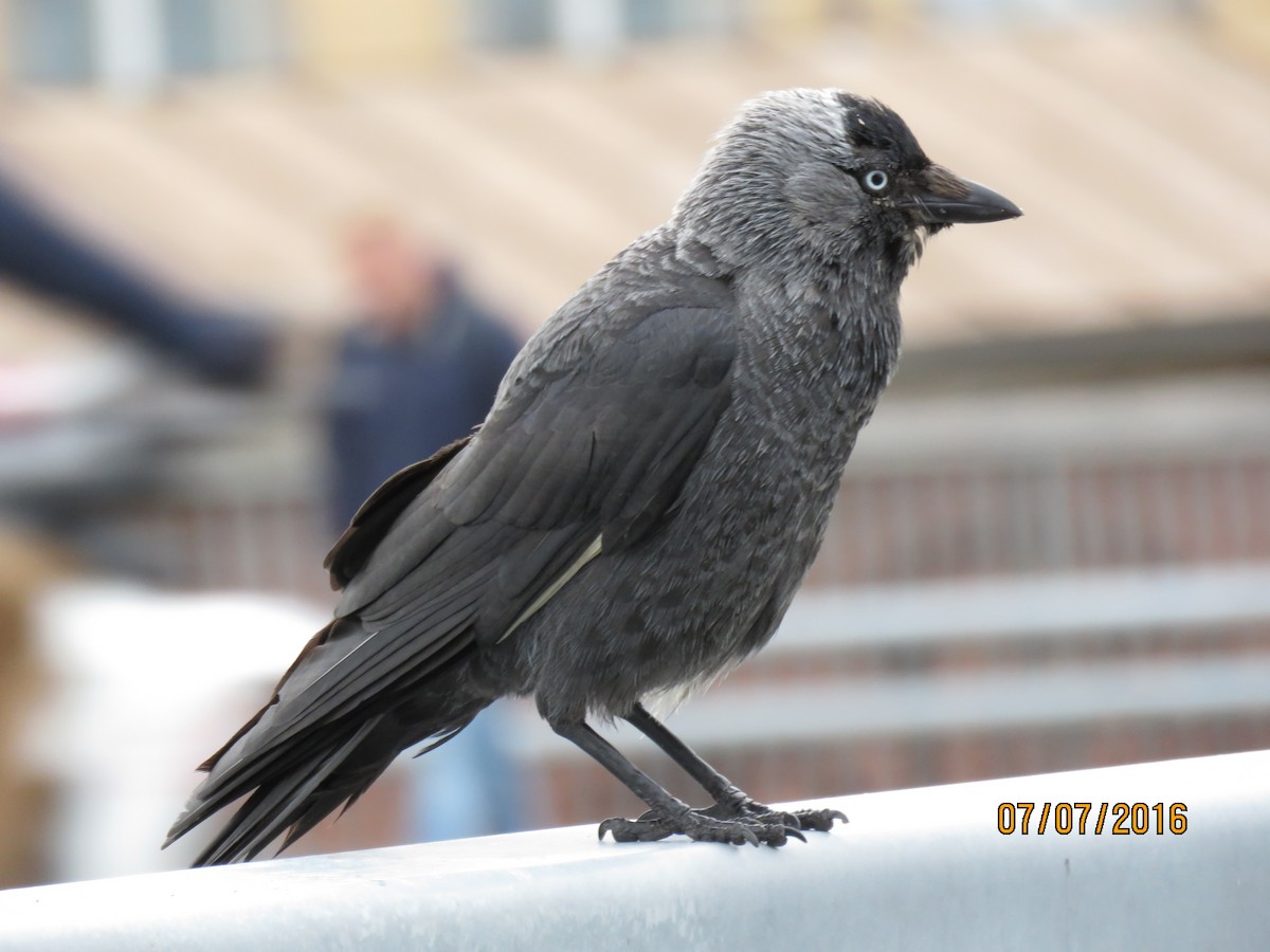 Eurasian Jackdaw - ML616962143