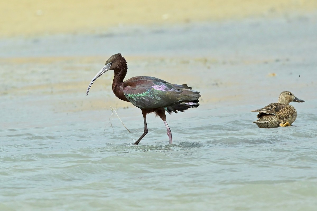 Glossy Ibis - ML616962165