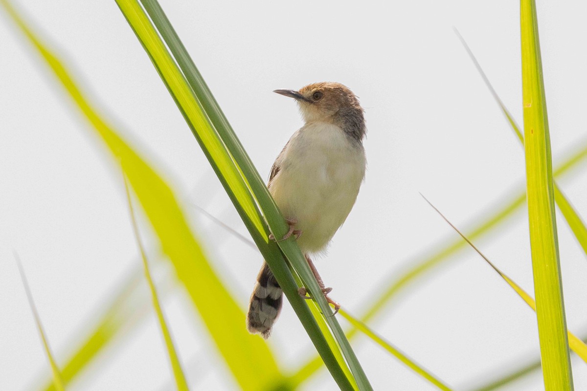 Winding Cisticola - ML616962167