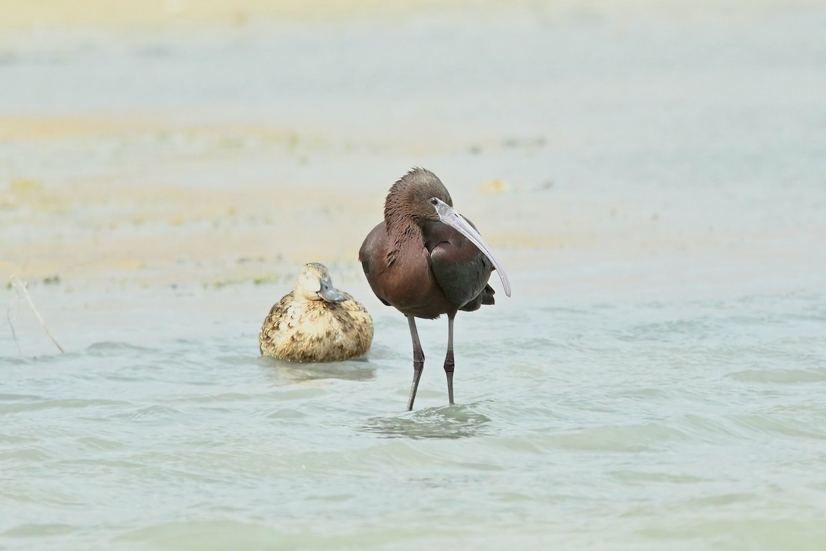 Glossy Ibis - Bill Schneider