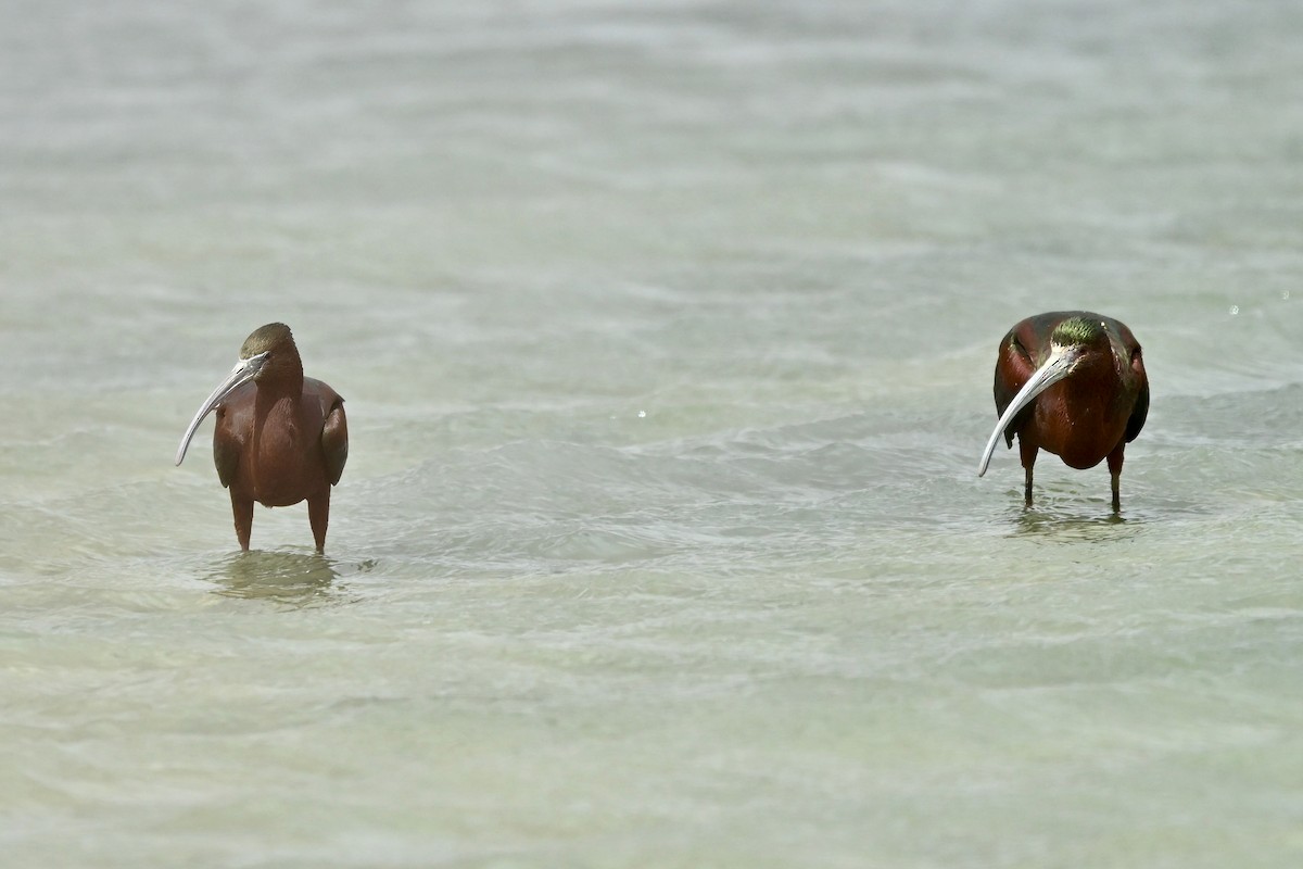 Glossy Ibis - ML616962175