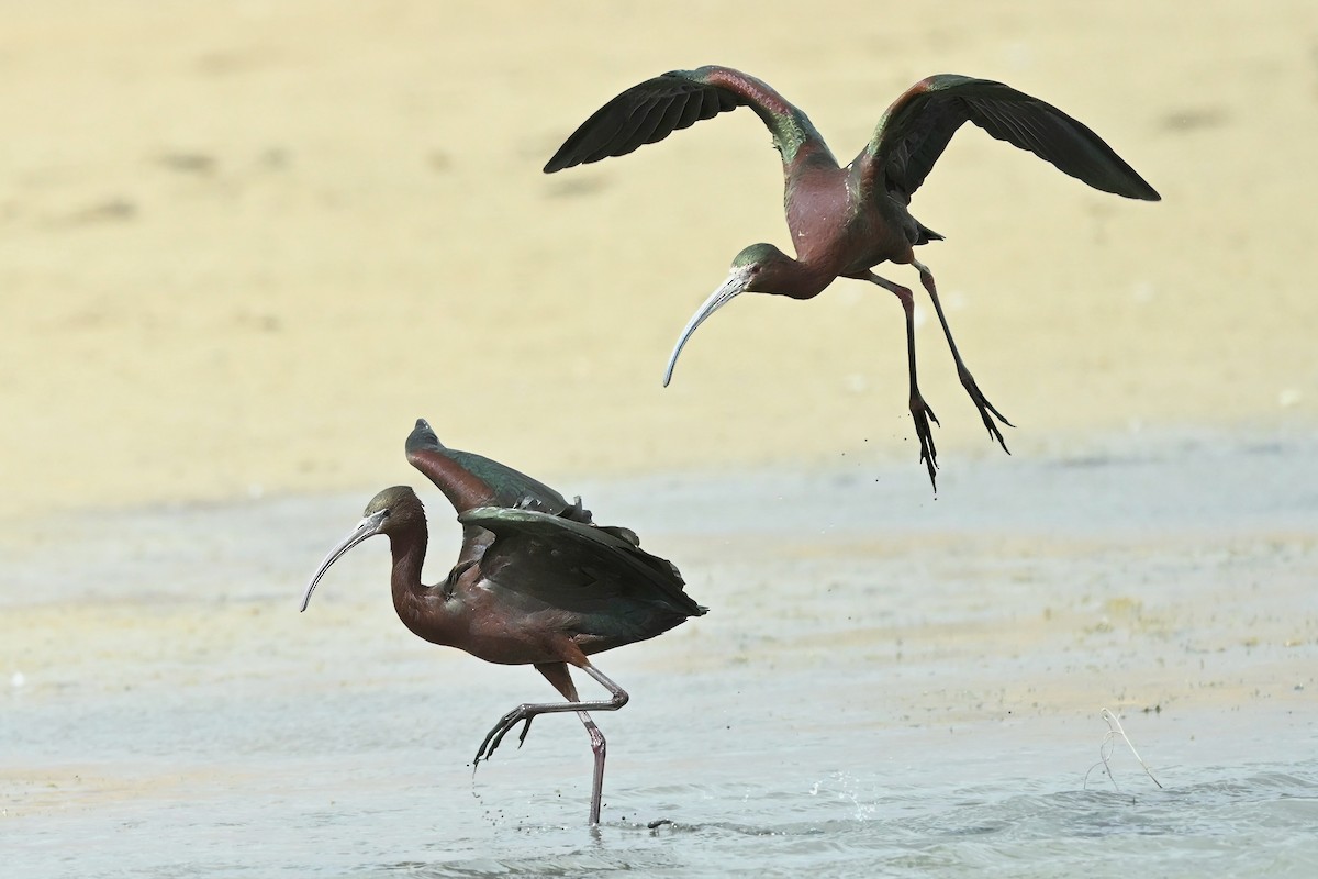 Glossy Ibis - Bill Schneider