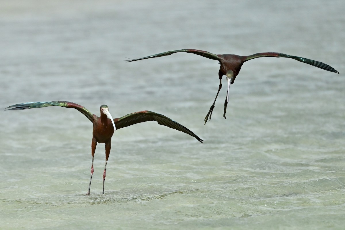 Glossy Ibis - ML616962184