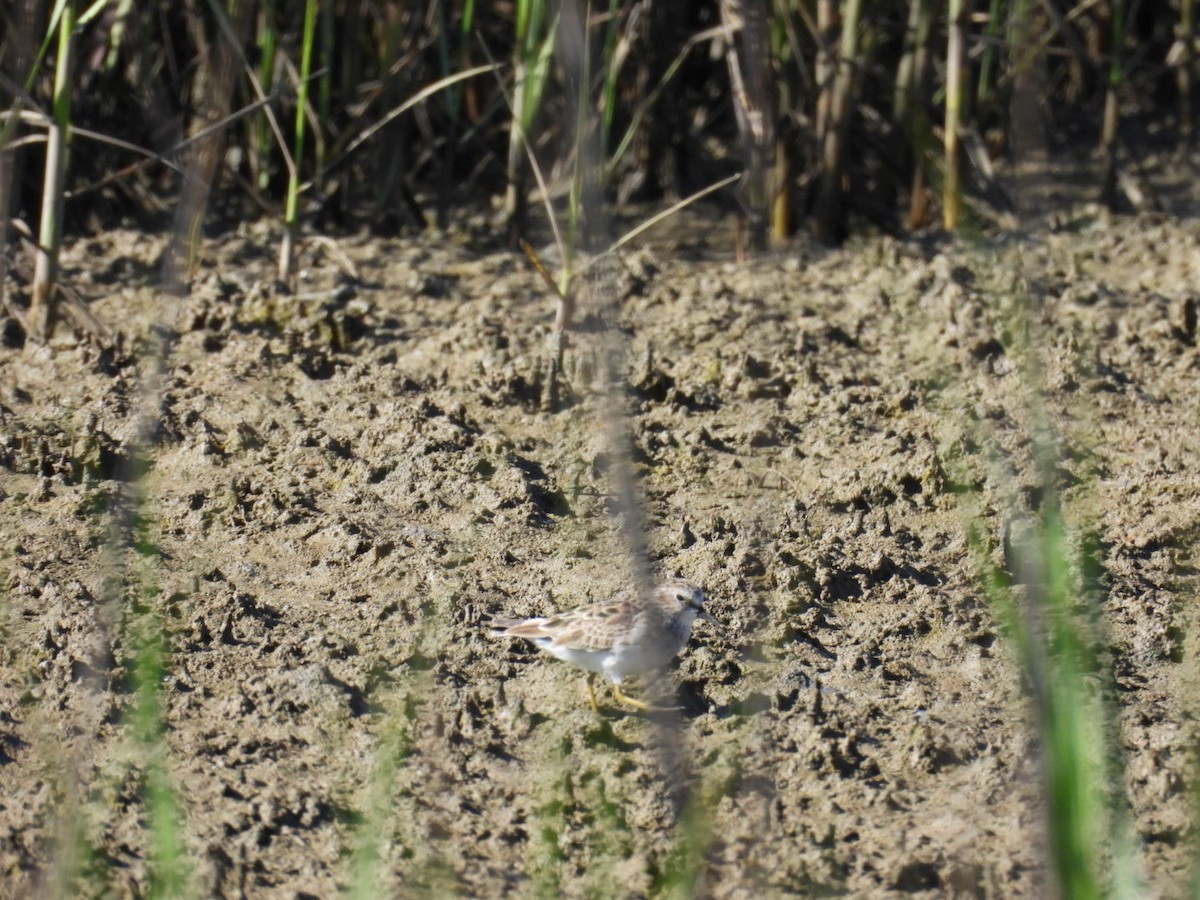 Least Sandpiper - Kevin Sitton