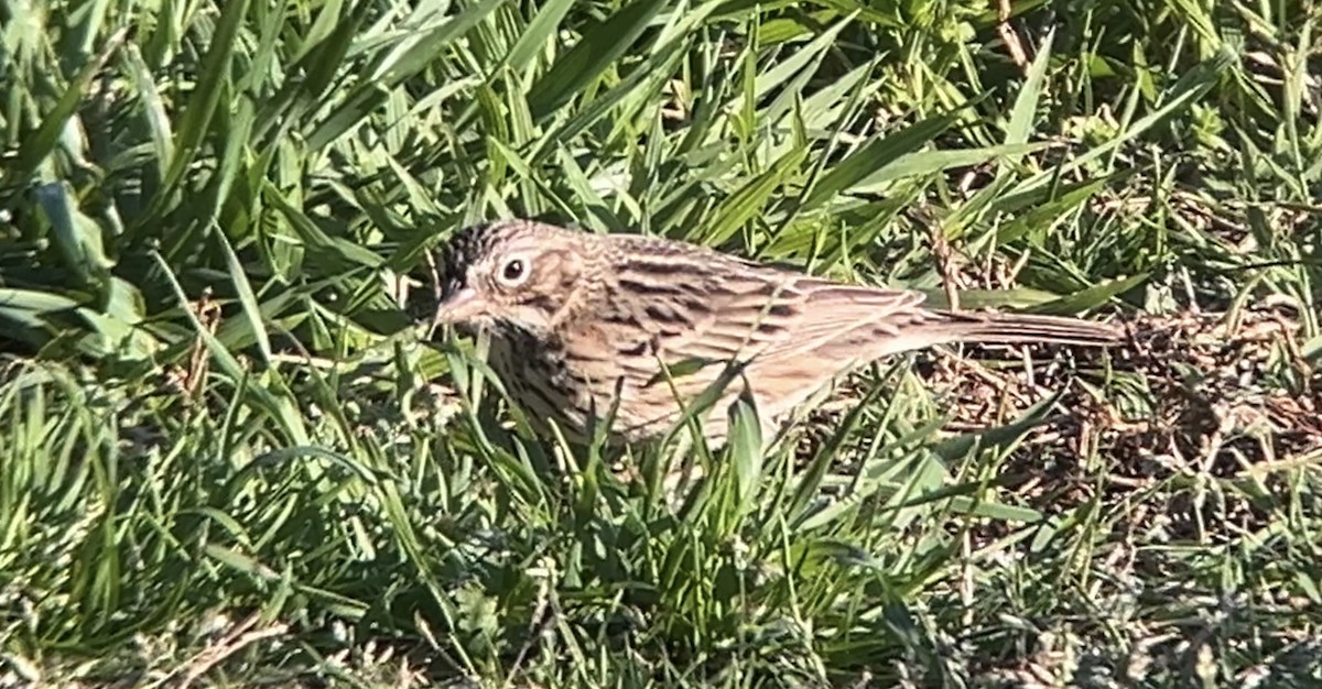 Vesper Sparrow - ML616962240