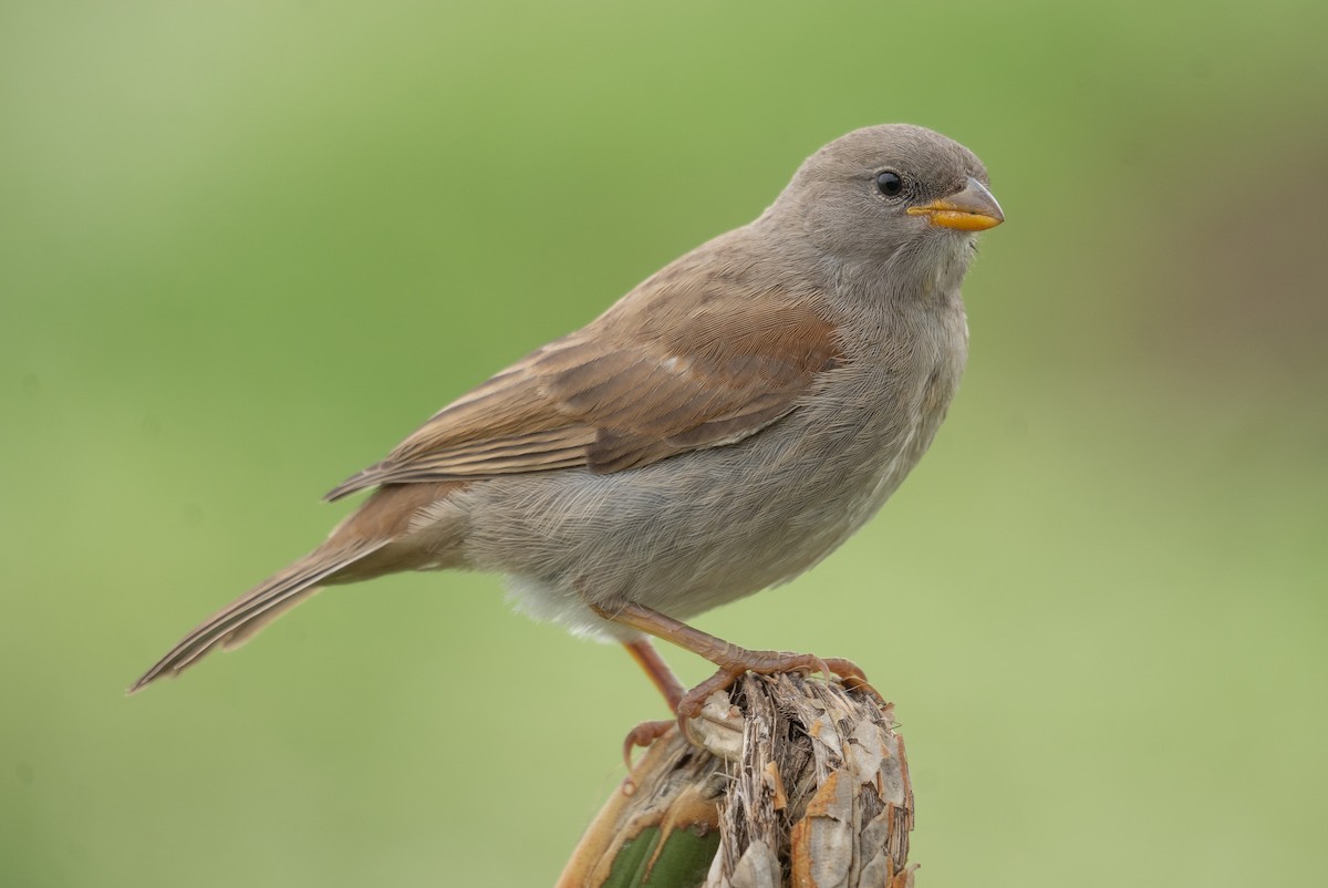 Swahili Sparrow - Haoning Gong