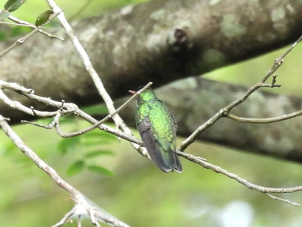 Glittering-throated Emerald - ML616962247