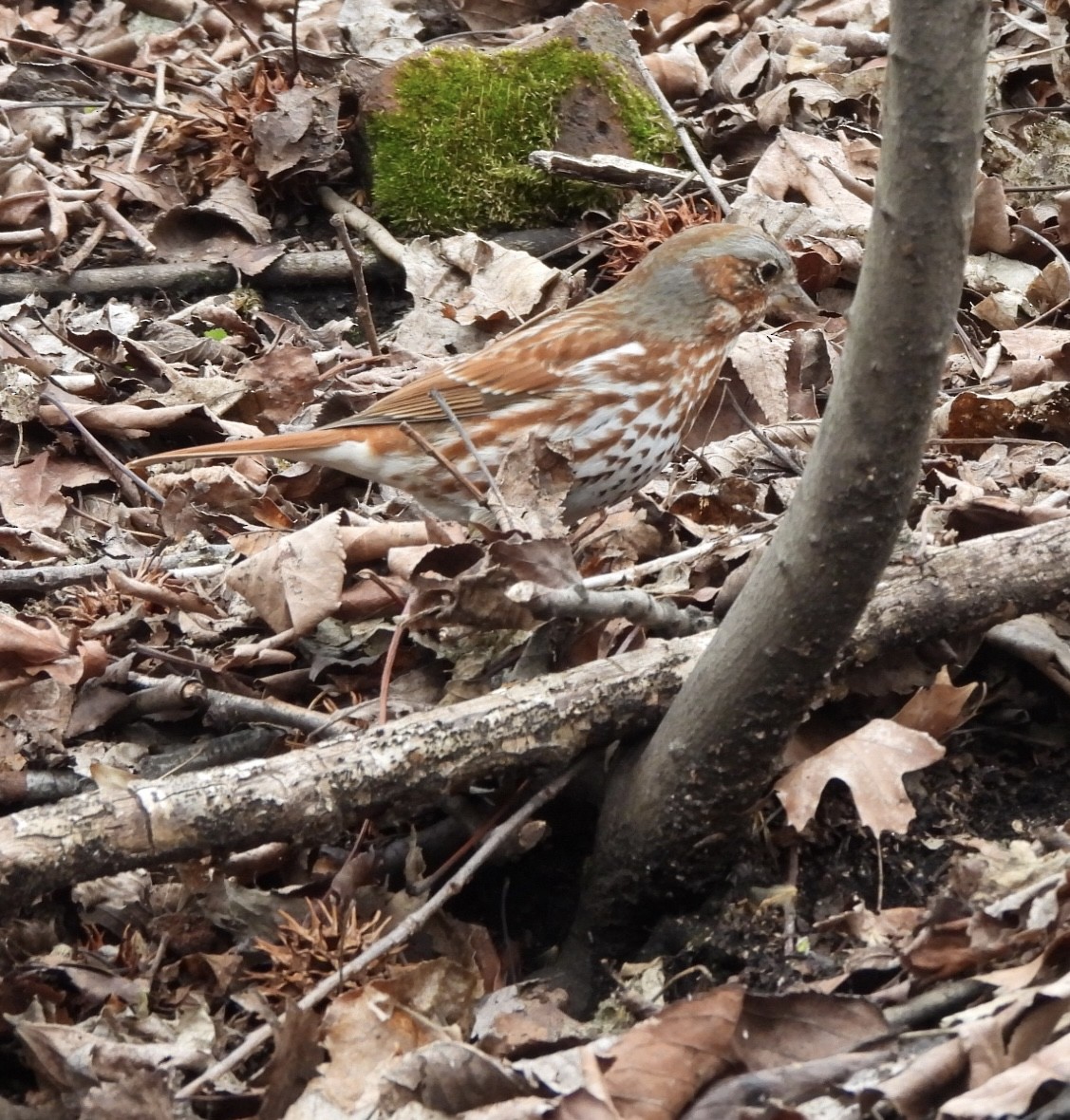 Fox Sparrow - ML616962255