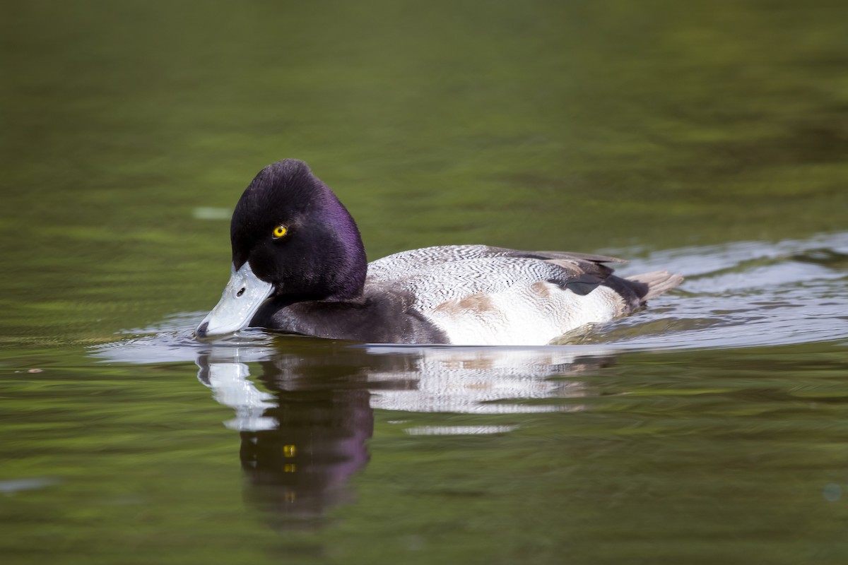 Lesser Scaup - Alejandro Vidal