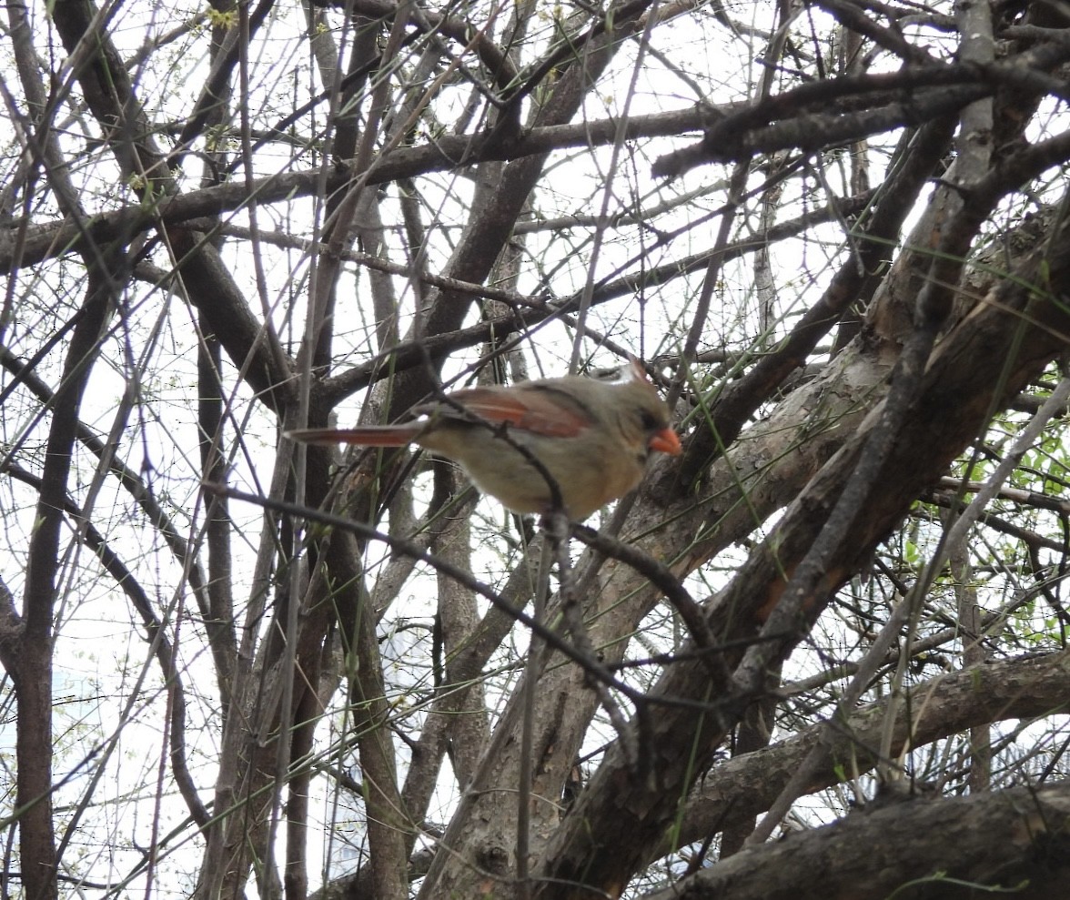 Northern Cardinal - ML616962286