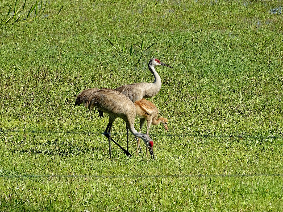 Sandhill Crane - ML616962313