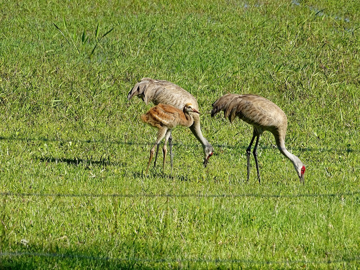 Sandhill Crane - ML616962314