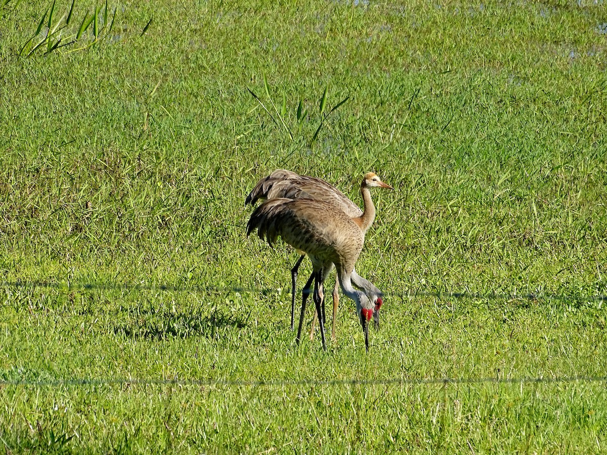 Sandhill Crane - ML616962315