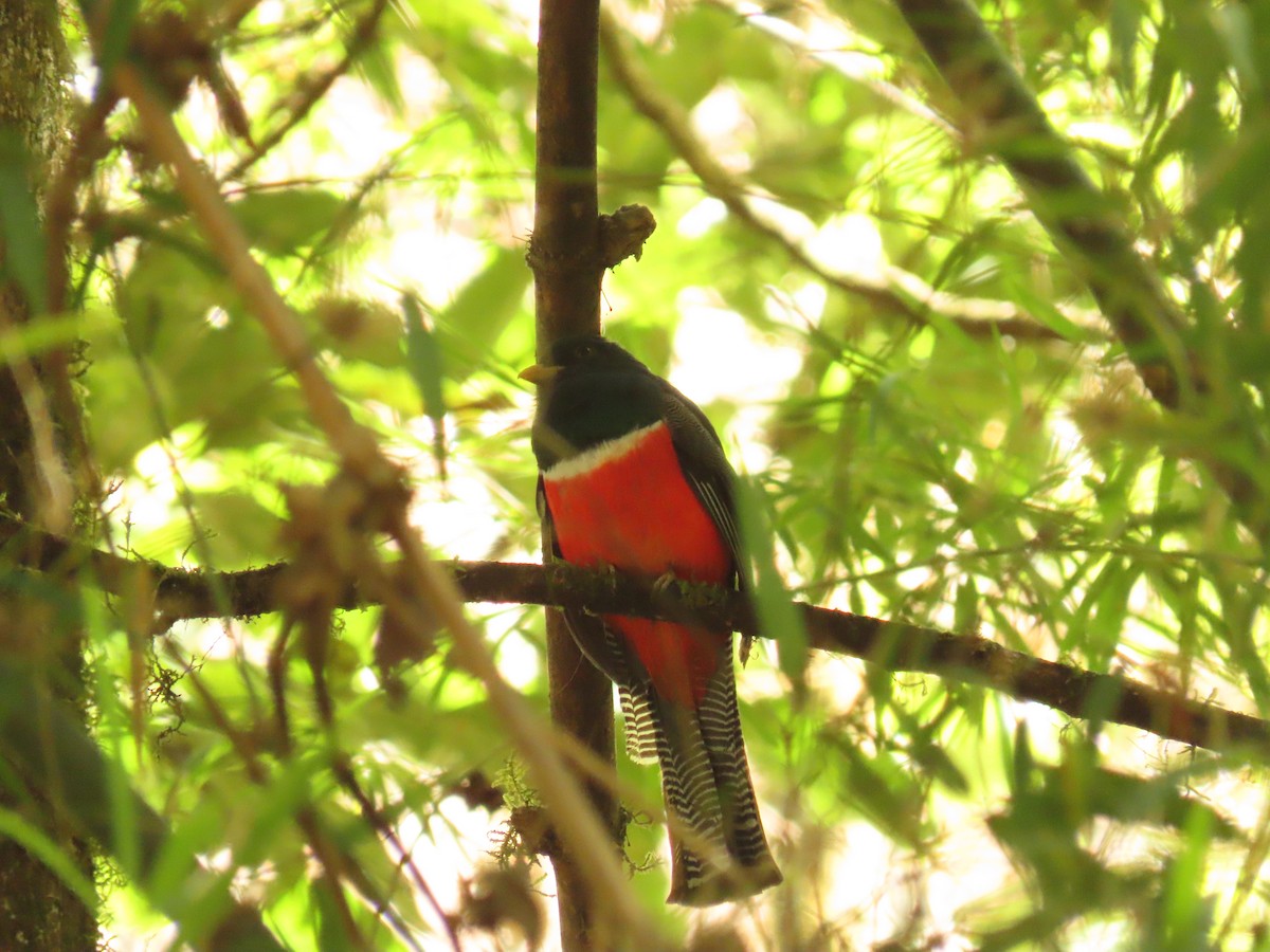 Collared Trogon - ML616962380