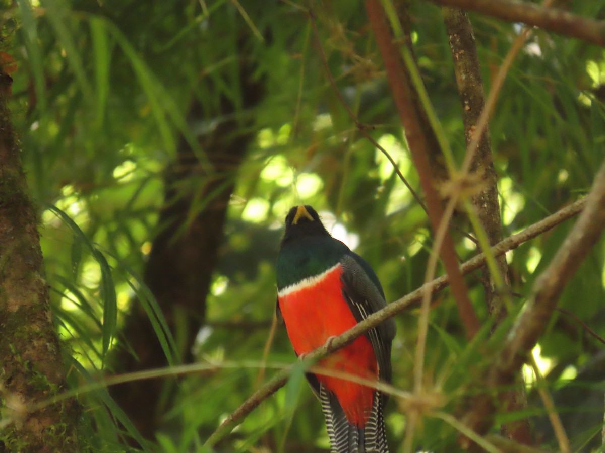 Collared Trogon - ML616962381