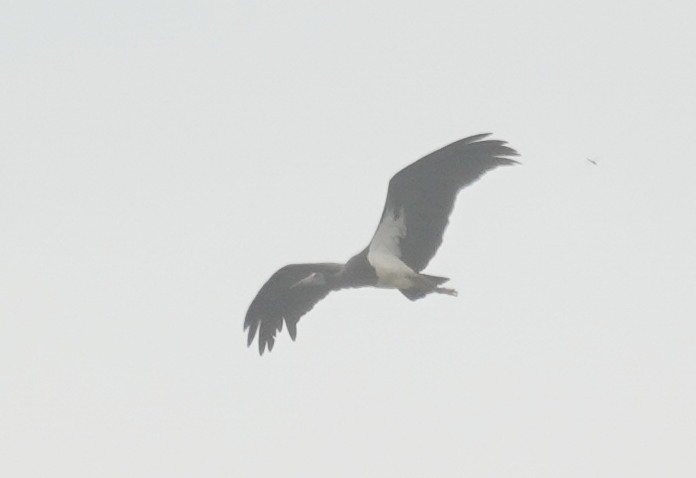 Abdim's Stork - ML616962391