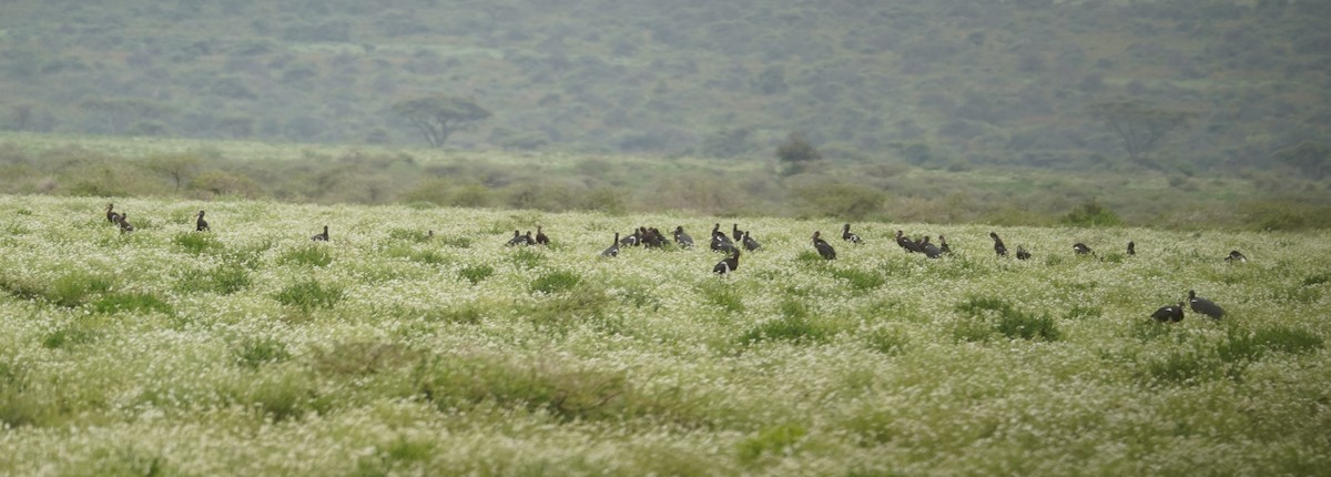 Abdim's Stork - ML616962419