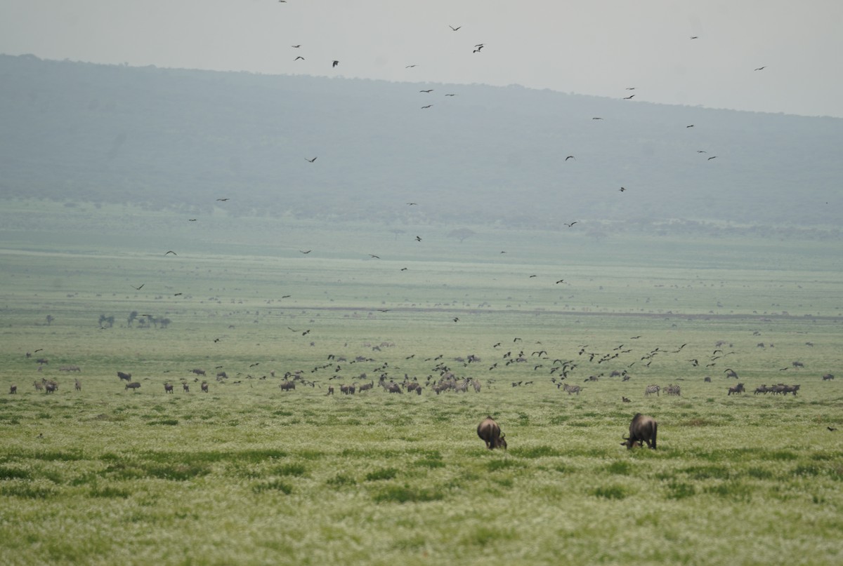 Abdim's Stork - ML616962420