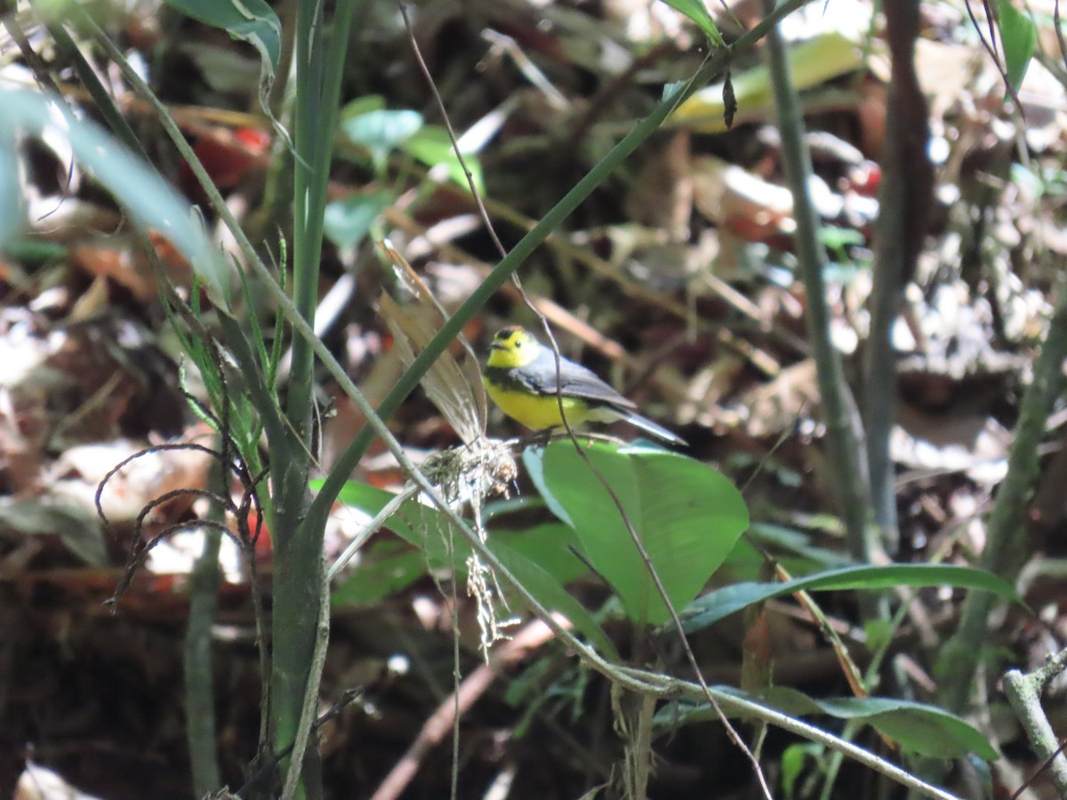 Collared Redstart - ML616962421